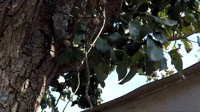 Котята в деревне смотреть онлайн