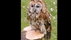 Голоса птиц-Обыкновенная неясыть  Strix aluco