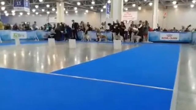 Выставка собак Россия 2018г ч2 смотреть онлайн