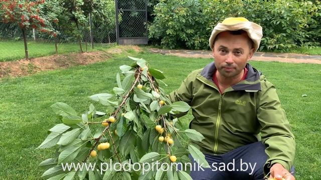 ? Черешня ДРОГАНА ЖЕЛТАЯ ?. СУПЕРКРУПНОПЛОДНЫЙ сорт желтой черешни. смотреть онлайн