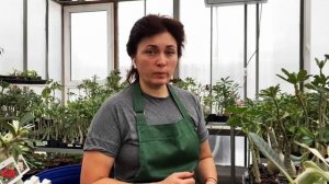 Как Поливать Адениум? Легко!