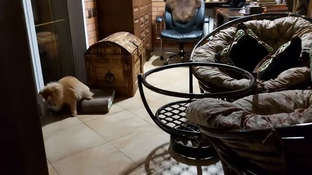 ЧЕРЕТ ДУХ ТЕЛОХРАНИТЕЛЬ… ОЧЕНЬ СИЛЬНАЯ ЗАЩИТА…ДЛЯ ВСЕХ… ВЕДЬМИНА ИЗБА ИНГА ХОСРОЕВА смотреть онлайн