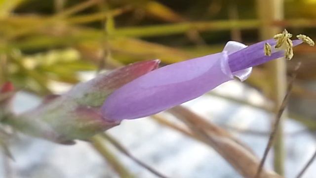 Airplant bloom смотреть онлайн