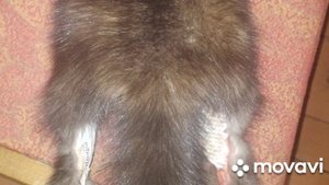 промысел на соболя Якутия