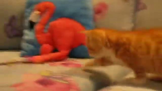 Британские котята редкого окраса пятнистые биколоры Сэра и Бимка играют с туалетной бумагой