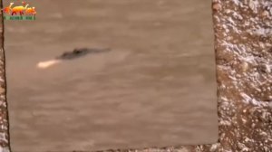 Бегемот напал на крокодила Бегемота против крокодила ⁄ Уникальные кадры Amazing Animals TV 1