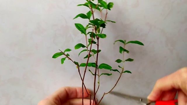 Гранатовое дерево. Как вырастить гранат из косточки. Комнатный гранат. Выращивание. смотреть онлайн