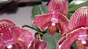 Cherry bomb 228 и I-Hsin Cherry bomb 2 🌸