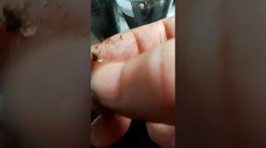 Спасаю перцы