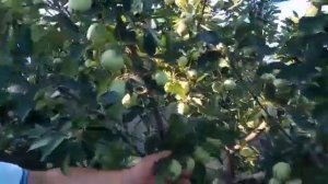 Как выращивают яблоки профессионалы. Часть 2