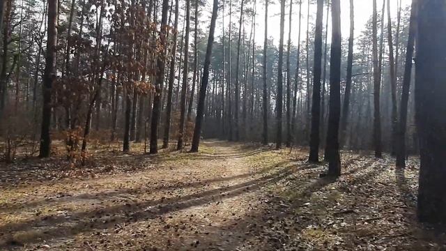 Стоит ли ПОВТОРНО укоренять ЛИСТЬЯ ФИАЛОК? Юлия Датта смотреть онлайн