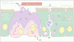 Shigella Simplified: Morphology, Pathogenesis, Types, Clinical features, Treatment