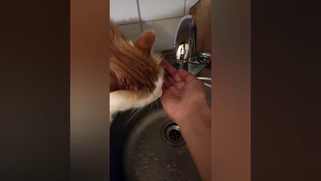 Cat arseniymikki:. Моя кошка как Пит воду и как играет смотреть онлайн