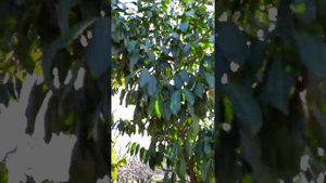 Лавровишня лекарственная(Prunus laurocerasus)