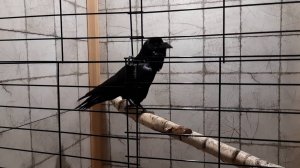 Новый вольер для чёрного ворона. Часть 3. Новоселье.