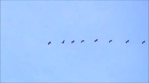 Ян Френкель Журавли