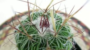 Echinofossulocactus multicostatus - Stenocactus multicostatus