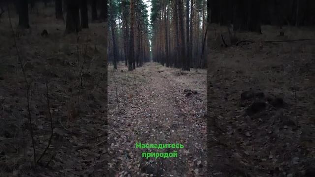 #лес #природа #екатеринбург #уктус