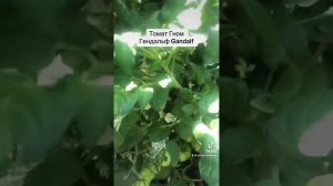 Томат Гном Гендальф