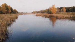эвкалиптовое масло для рыбалки Они сгибают удочку в дугу Крупный Карась на масло Рыбалка 2021