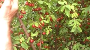 Плодоношение кизила