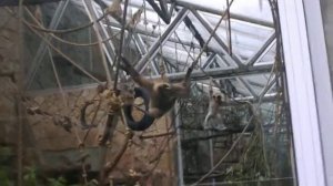 Гиббоны-акробаты.