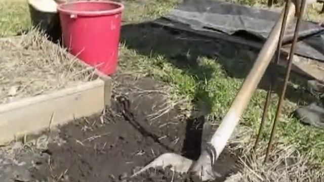 Весеннее размножение дёрна в проходах (1) смотреть онлайн