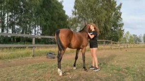 Рубрика Воспитание Жеребенка