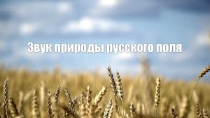 Звук природы русского поля для отдыха