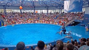 Шоу в дельфинарии. Сочи Парк.