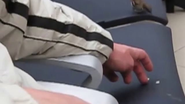 № 33 Минск, пересадка, ручной попугай. смотреть онлайн