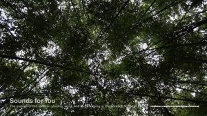 The sounds of the children playing, wind, and birds singing in the bamboo forest in Korea, ASMR