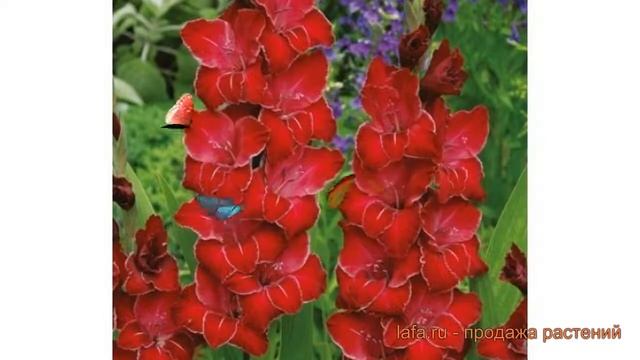 Гладиолус крупноцветковый Баккара (gladiolus) ? обзор: как сажать, луковицы гладиолуса Баккара