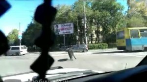 Кабан в центре Хабаровска помял машину и сбил с ног женщину