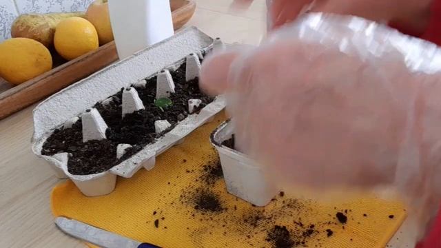 День со мной. Готовим Грузинское блюдо ,,Аджапсандали" . смотреть онлайн