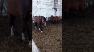 Лошади не принимают жеребца