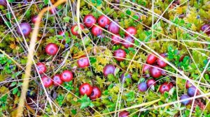 озеро Демьян