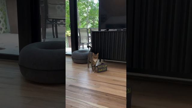 Кот хочет жрать