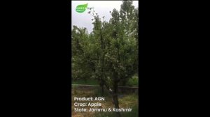 Effect of AGN on Apple 2 (J&K, India)