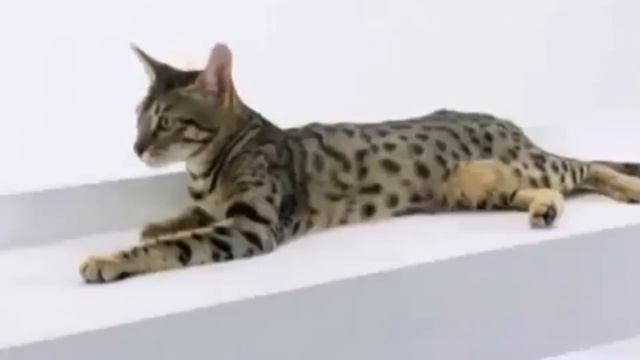 КАКИЕ САМЫЕ  ДОРОГИЕ ПОРОДЫ КОШЕК... самых красивых пород кошек в мире