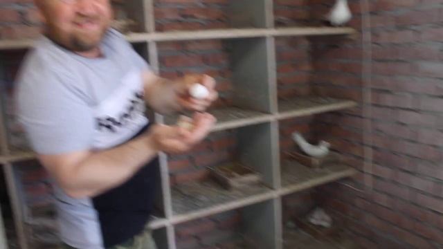 Белые бойные бакинские голуби. смотреть онлайн