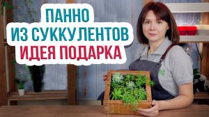 Как сделать Панно из суккулентов своими руками? Мастер Класс. от Антонов Сад