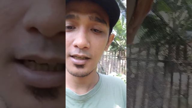 mengenal macam - macam syngonium berukut harganya смотреть онлайн