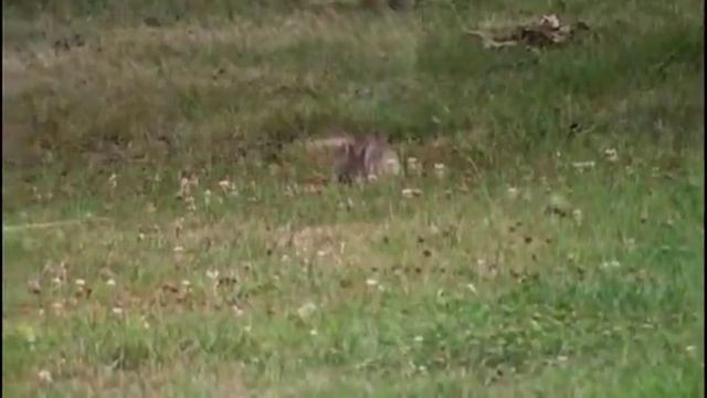 Bienvenu au domaine de Villechenay.flv смотреть онлайн