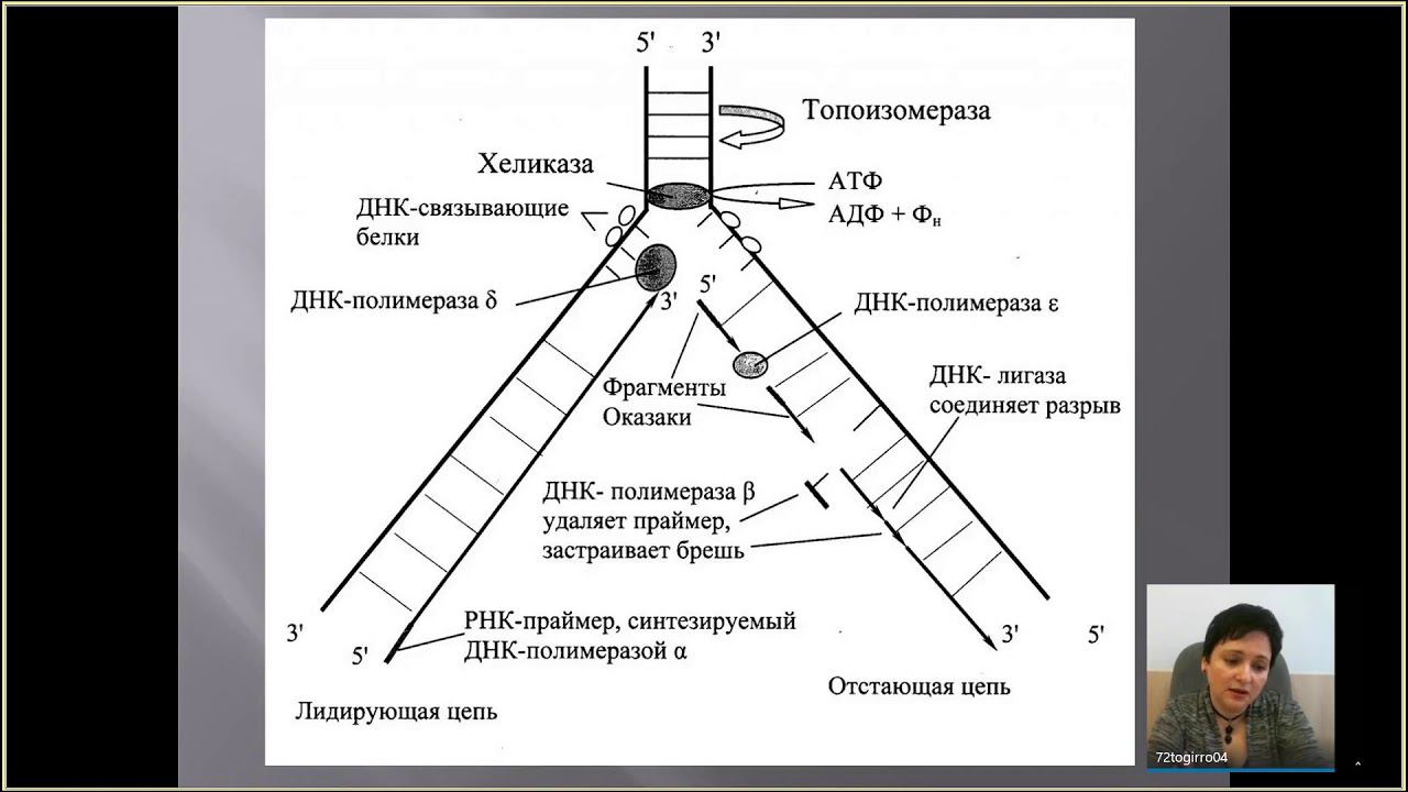 Подготовка к ГИА. Биология 11 класс.13.02.2020