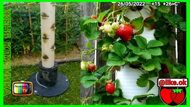 КАК ПОСАДИТЬ КЛУБНИКУ В ТРУБУ, РАЗНЫЕ СПОСОБЫ ПОСАДКИ смотреть онлайн