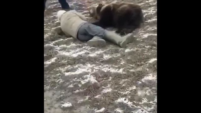 Медвежонок Вася.  Bear Vasya.  Школа Дом Волка. The School House Of The Wolf.