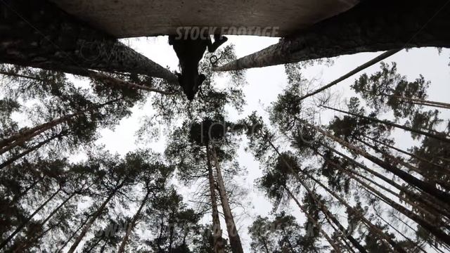 Doberman jumps over the barrier, dog training in the woods, bottom view смотреть онлайн