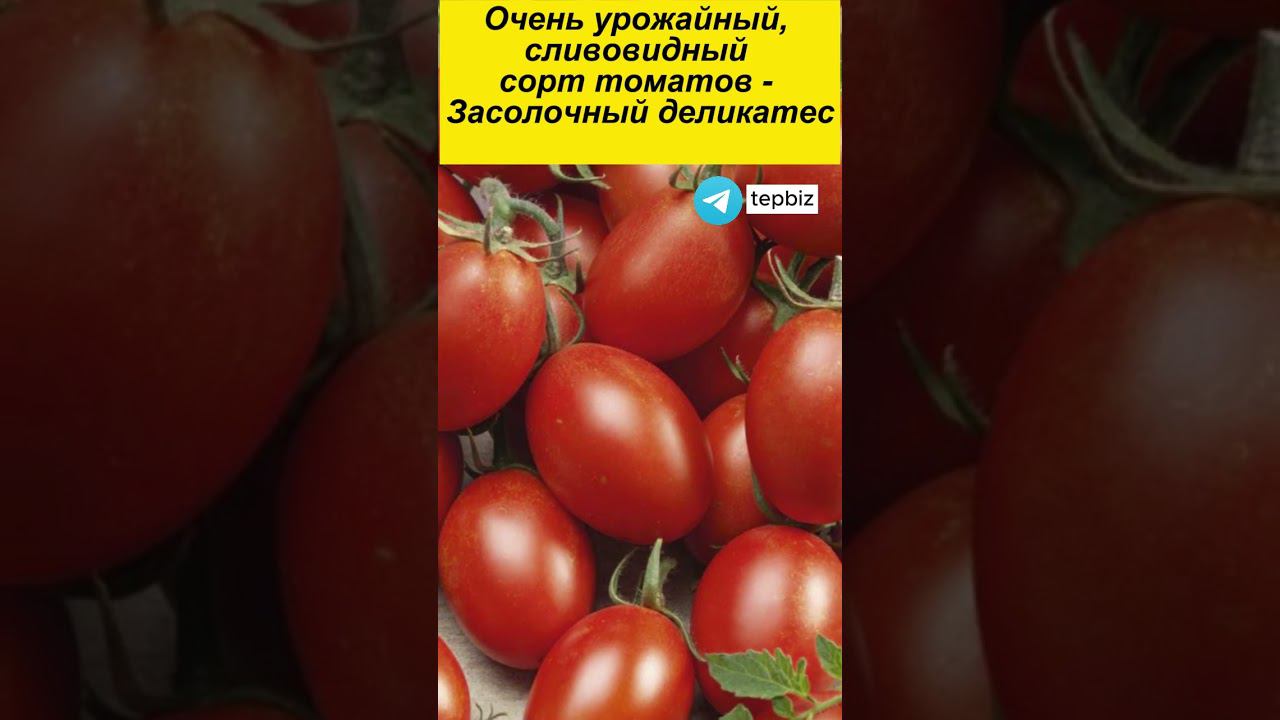 Очень урожайный, сливовидный сорт томатов - Засолочный деликатес #помидоры #дача #огород #овощи #сад