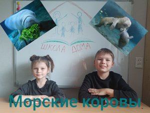 Морские коровы